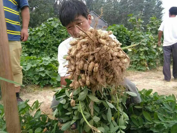 使用花生土豆重茬墩墩丰产品花生无死棵、籽粒饱满、抗重茬、产量高、收益高